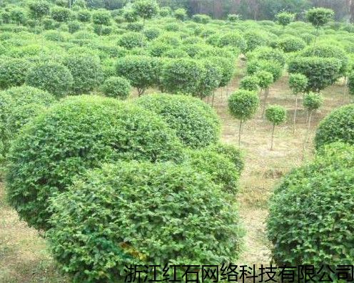 隨州真實的苗木大數(shù)據(jù)金銀花苗木,苗木交易平臺 詳情報價