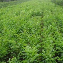 2020綠化苗木價格 報價 綠化苗木批發(fā) 黃頁88園林網(wǎng)