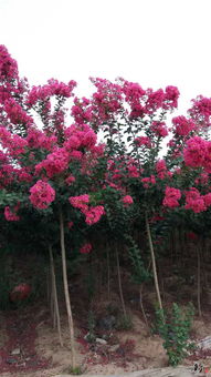 南陽玉蘭苗木花卉種植專業(yè)合作社