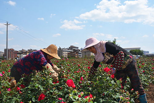 花卉種植助農(nóng)增收