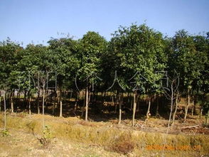 湖南宏盛苗木大量供應(yīng)6 8公分八月桂花樹歡迎各界人士前來觀苗指導價 湖南宏盛苗木大量供應(yīng)6 8公分八月桂花樹歡迎各界人士前來觀苗廠商 湖南宏盛苗木大量供應(yīng)6