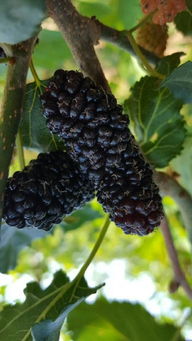 產(chǎn)品,中農(nóng)在線,最具發(fā)展?jié)摿Φ闹袊r(nóng)資網(wǎng)絡(luò)交易平臺(tái) 臨朐縣春成苗木公司