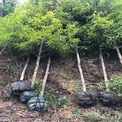 金絲楠木10公分工程苗價格 金絲楠木杯苗價格 大量供應小葉楨楠 紅成苗木