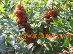 供應鈣果苗,中華鈣果苗,優質的鈣果苗,供應鈣果苗,中華鈣果苗,優質的鈣果苗生產廠家,供應鈣果苗,中華鈣果苗,優質的鈣果苗價格