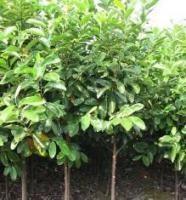 苗木基地價格_苗木基地廠家_世界工廠網產品信息庫