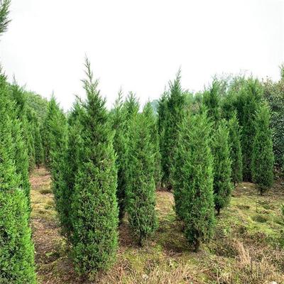 塔柏墓地龍柏樹苗 塔柏樹清明松樹苗 教育苗木 苗圃供應