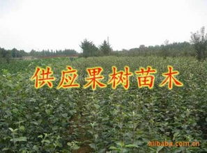 長期大量供應(yīng)各種果樹苗木核桃苗指導(dǎo)價(jià) 長期大量供應(yīng)各種果樹苗木核桃苗行情 陜西楊凌錦繡萬畝果樹苗木繁育基地