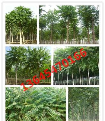 綠化苗木 千頭椿苗木 千頭椿樹苗 規(guī)格全