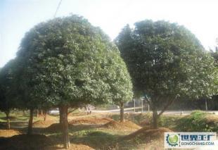 大量0精品苗木--桂花樹(shù)_農(nóng)副產(chǎn)品_世界工廠網(wǎng)中國(guó)產(chǎn)品信息庫(kù)