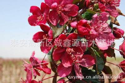 【批發(fā)西府海棠小苗北美海棠苗廠家直銷(xiāo)北美海棠綠化苗木】泰安高新區(qū)誠(chéng)鑫源苗木基地 - 產(chǎn)品庫(kù)