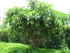 大葉榕圖冊(cè)