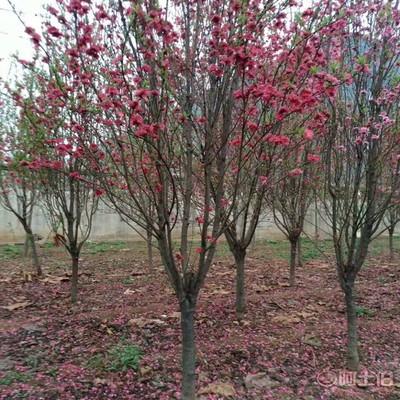 【誠信經(jīng)營海棠苗廠家木瓜海棠的價(jià)格】泰安高新區(qū)旺運(yùn)苗木中心 - 產(chǎn)品庫