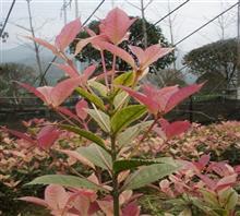 【南京新產(chǎn)品五彩桂花苗、鴻林苗木(圖)、五彩桂花圖片】價(jià)格,廠家,圖片,工程承包,常州鴻林苗木專業(yè)合作社chun銷售部-中國行業(yè)信息網(wǎng)