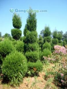 供應【煙臺雪松】煙臺雪松苗木 煙臺苗木廠家 煙臺苗木種植基地_農副產品_世界工廠網中國產品信息庫