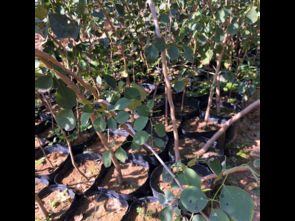 印度檀香苗買賣價(jià)格 廣東檀香