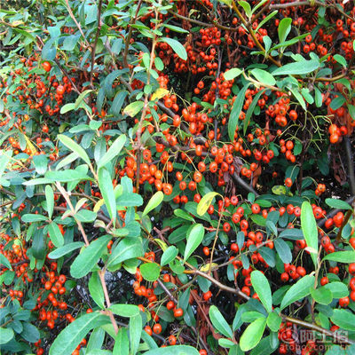 【正宗火棘種子批發(fā)銷售新采火棘柏種子廠家直銷包發(fā)芽】沭陽(yáng)學(xué)浩苗木場(chǎng) - 產(chǎn)品庫(kù)