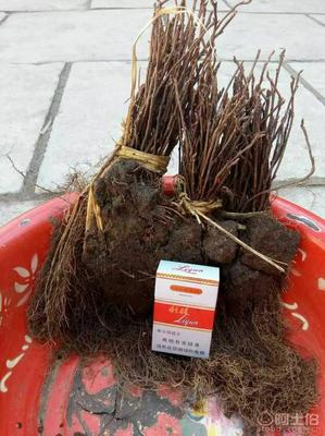 【大量批發五味子苗,一年生五味子苗】,價格,廠家,供應商,花木,寬城區永發苗木培育基地 - 產品庫