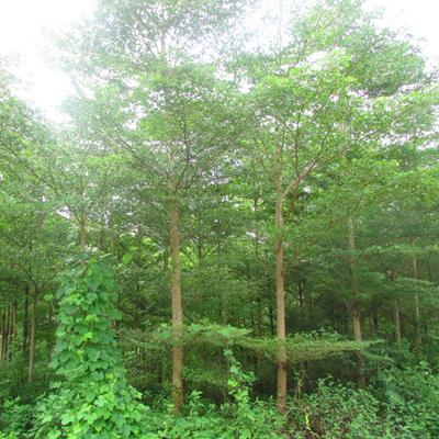 【急 急 急 8000棵步步高(發(fā)財樹)風(fēng)景樹急需銷售】批發(fā),供應(yīng),價格,廠家,雙魚和玉-中國惠農(nóng)網(wǎng)