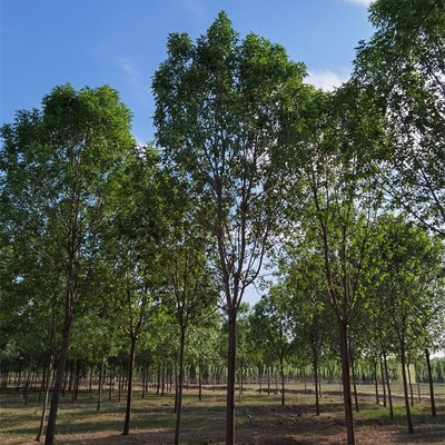 10公分白蠟苗木價(jià)格