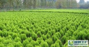 苗木-花木、柏球、花柏球、蜀檜球、大葉黃楊_農副產品_世界工廠網中國產品信息庫