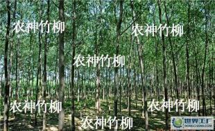 (速生柳)種苗及插條 竹柳 等各種綠化苗木_農副產品_世界工廠網中國產品信息庫