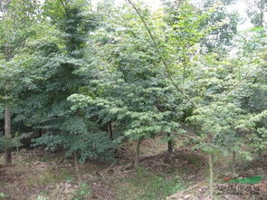 企業動態 江西奉新縣豐盛苗木場