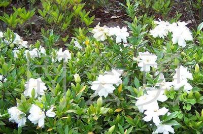 楓楊、烏桕、泡桐、紅花槐、紫穗槐苗、垂榆、棕櫚(圖)