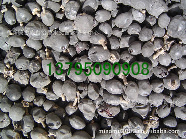 水臘種子,苗木種子、林木種子、花卉種子_農副產品_世界工廠網