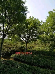 恭喜萬順苗木種植園入駐苗木通平臺(tái) 只做優(yōu)質(zhì)苗木