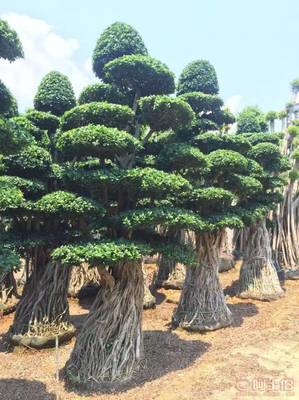 造型優美小葉榕供應，打造綠色生態空間——龍海市東泗興輝園藝場專業綠化苗木服務