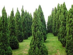 青州綠化苗木 選購優質綠化苗木，首選聚寶花卉苗木