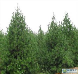 優質綠化苗木 陜西藍田白皮松