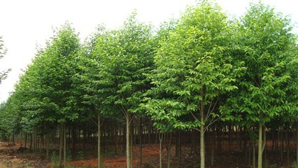 奉新綠霖苗木專業(yè)合作社 專業(yè)花卉種植，綻放鄉(xiāng)村經(jīng)濟(jì)新活力