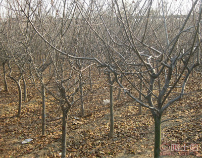 泰安青聯(lián)苗木 專業(yè)供應(yīng)優(yōu)質(zhì)垂絲海棠，打造高性價(jià)比綠化方案